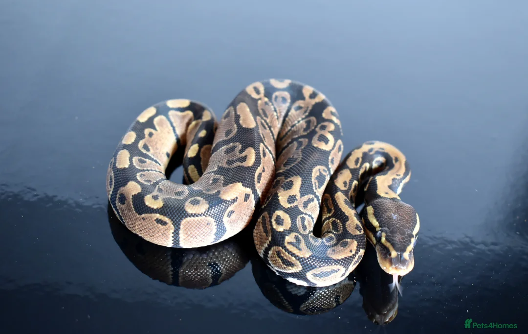 Python Snake reptiles for sale: Amazing baby ball pythons - Advert 36