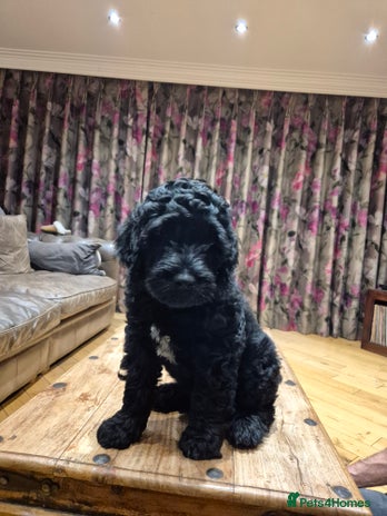 Portuguese Water Dog dogs - Advert 1