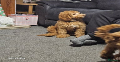 Mixed Breed dogs - Advert 4
