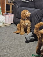 Mixed Breed dogs - Advert 13