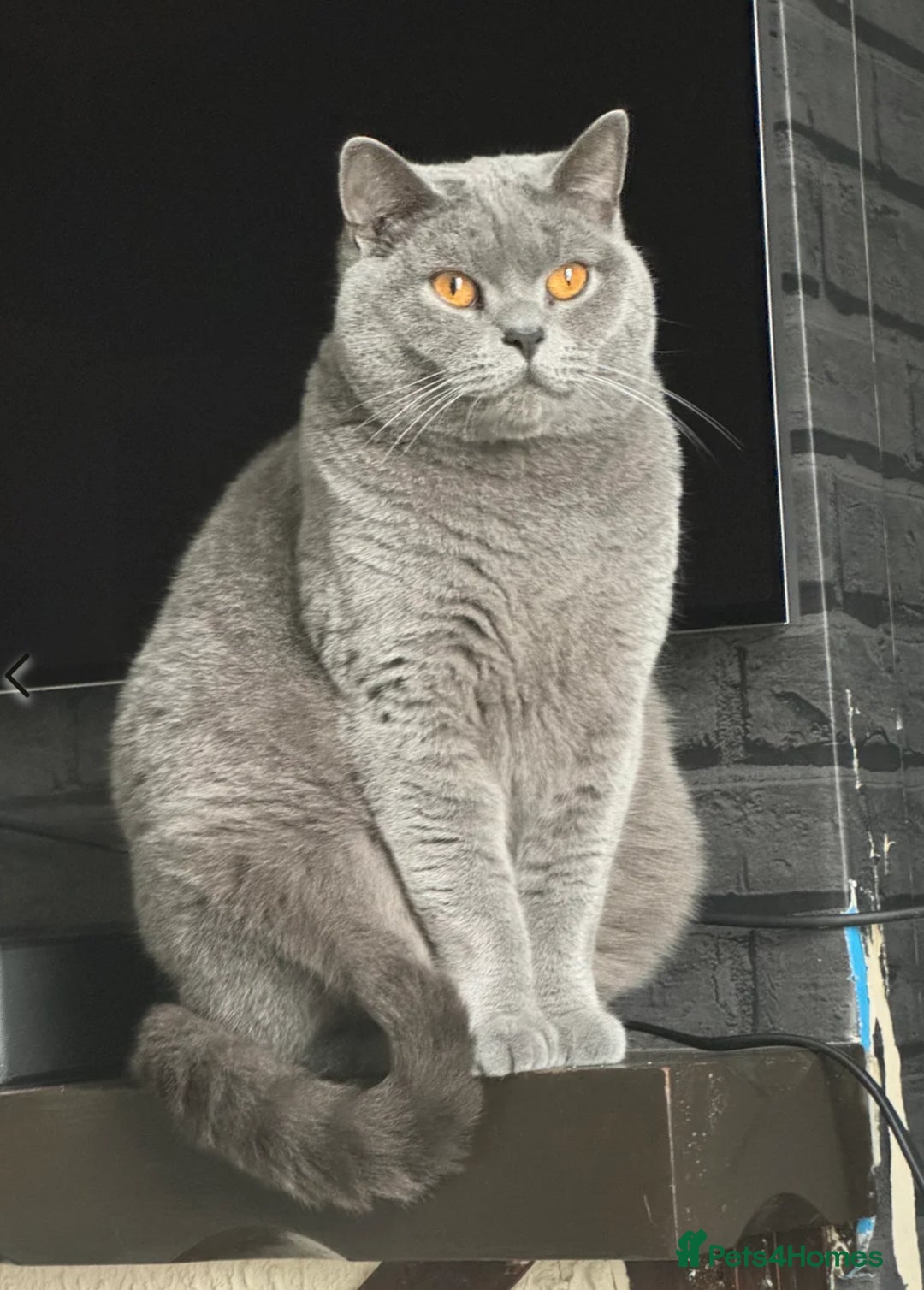 British Shorthair cats for sale: Two beautiful bi colour girls ready for new homes  - Advert 25