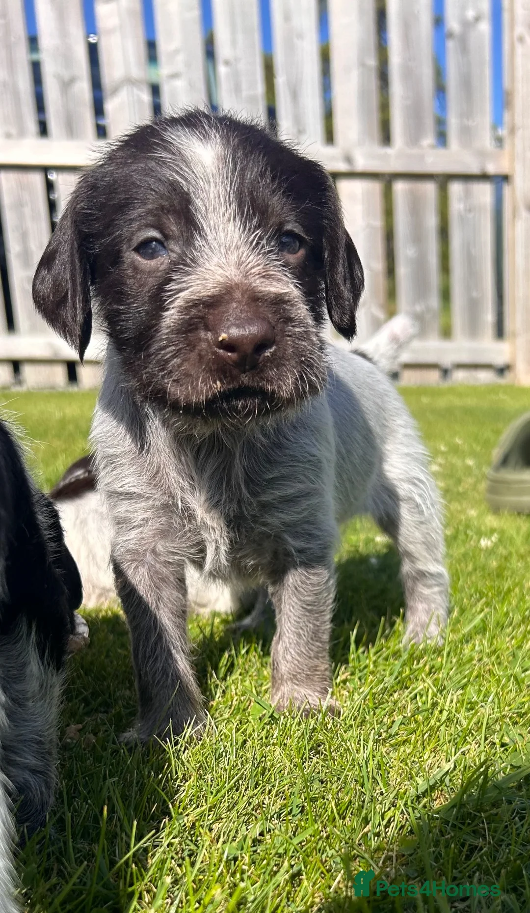 German Wirehaired Pointer dogs for sale: German Wirehaired Pointer Puppies - Advert 1