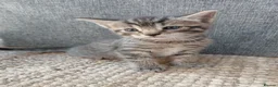 Maine Coon cats for sale: Half main coon kittens - Advert 31