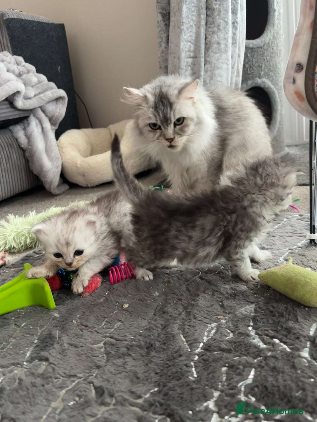 Persian cats for sale: Stunning Persian X mainecoon babies - Advert 33