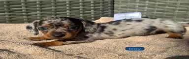 Dachshund 3