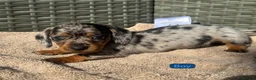 Dachshund dogs for sale: Sausage dog Puppys absolutely adorable in Dereham - Advert 6
