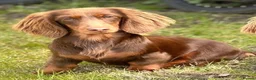 Miniature Dachshund dogs for sale: Miniature dachshunds  - Advert 2