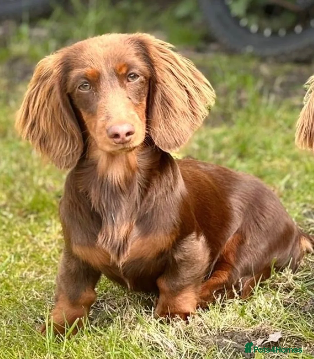 Miniature Dachshund dogs for sale: Miniature dachshunds  - Advert 2