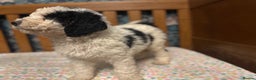 Bernedoodle dogs for sale: Bernedoodle F1B puppies - Advert 11