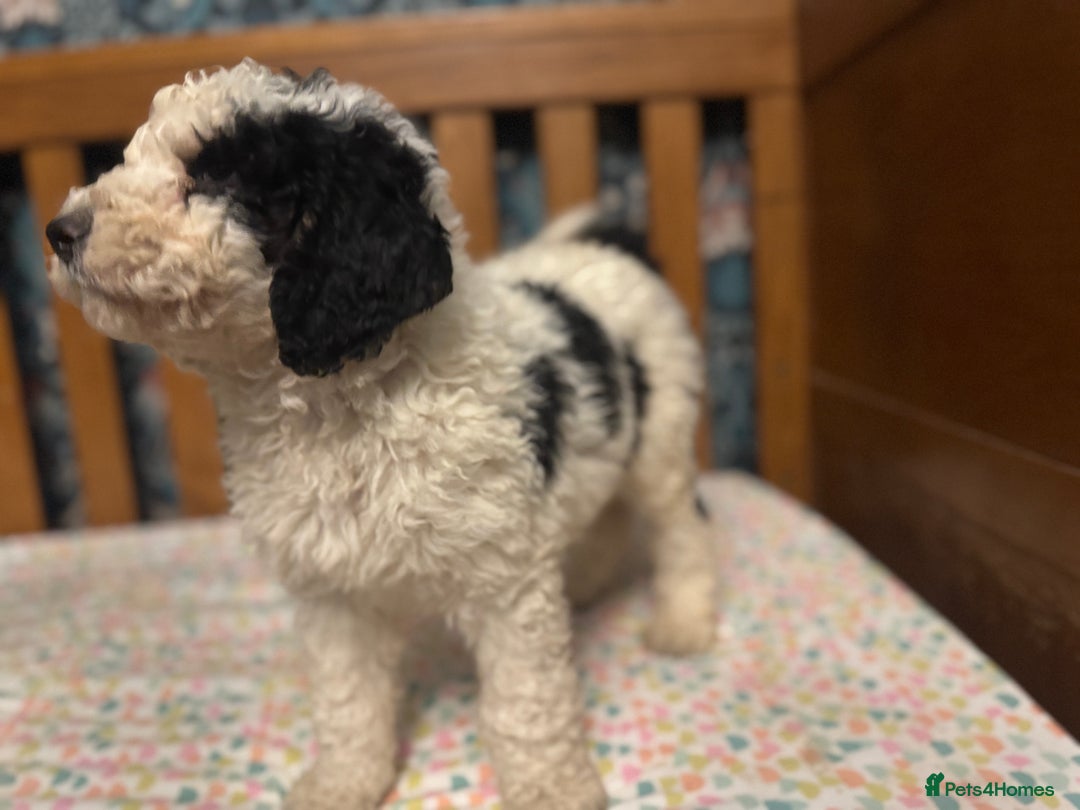 Bernedoodle dogs for sale: Bernedoodle F1B puppies - Advert 11