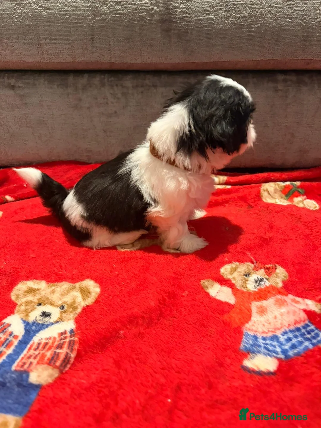 Shih Tzu dogs for sale:  Shih Tzu puppy  - Advert 6