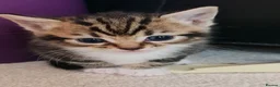 Mixed Breed cats for sale: 5 Heart-Melting Baby Kittens Ready for Love! - Advert 3