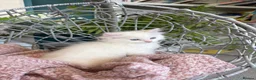 Ragdoll cats for sale: TICA & GCCF pedigree ragdoll kittens - Advert 5