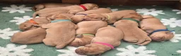 Labrador Retriever dogs for sale: Fox red labrador puppies KC Registered - Advert 2