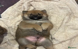 Japanese Shiba Inu dogs for sale: KC Registered Japanese Shiba-Inus  - Image 21