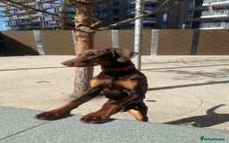 Dobermann dogs for sale: Male doberman  - Image 6