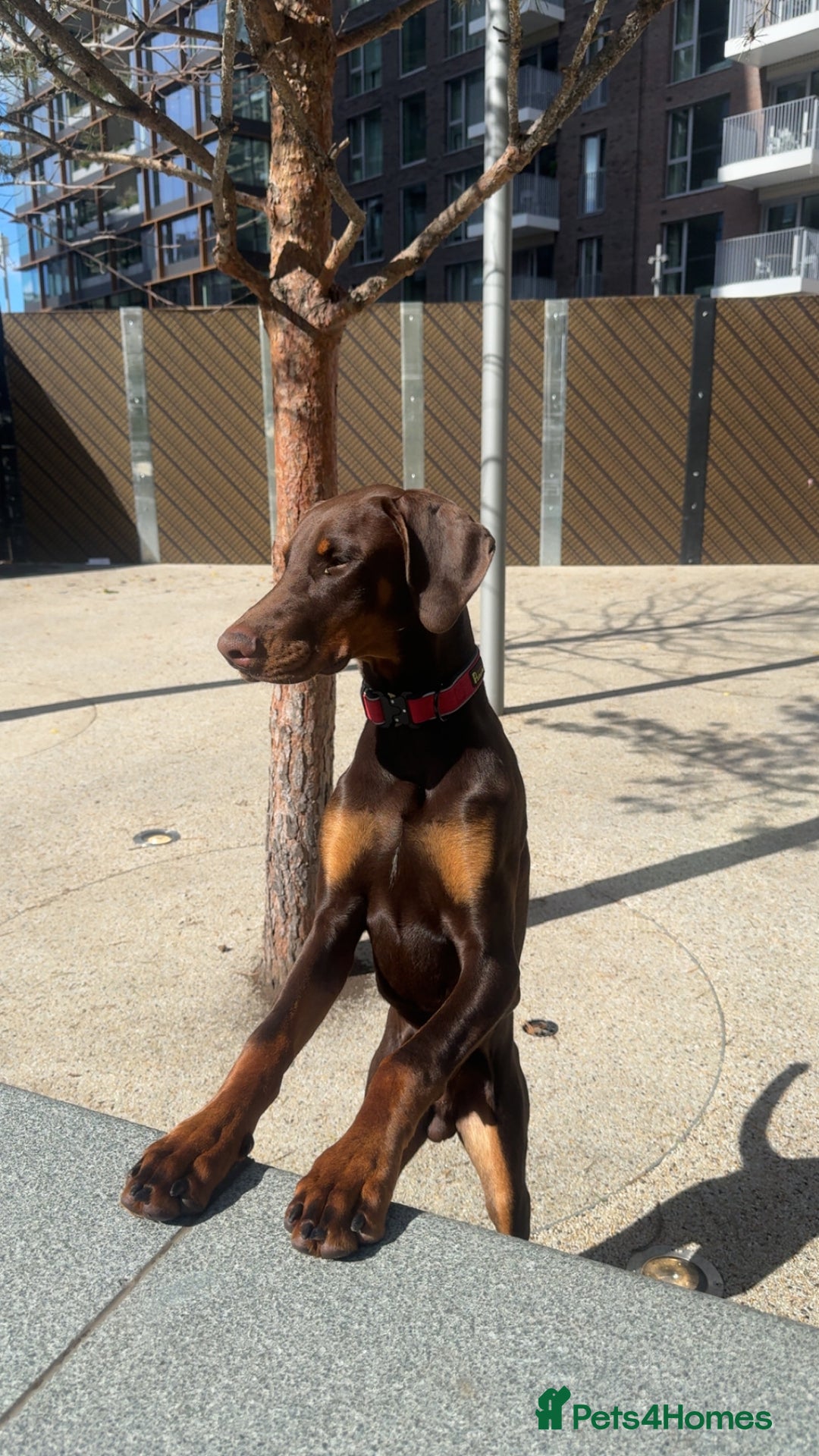 Dobermann dogs for sale: Male doberman  - Image 6