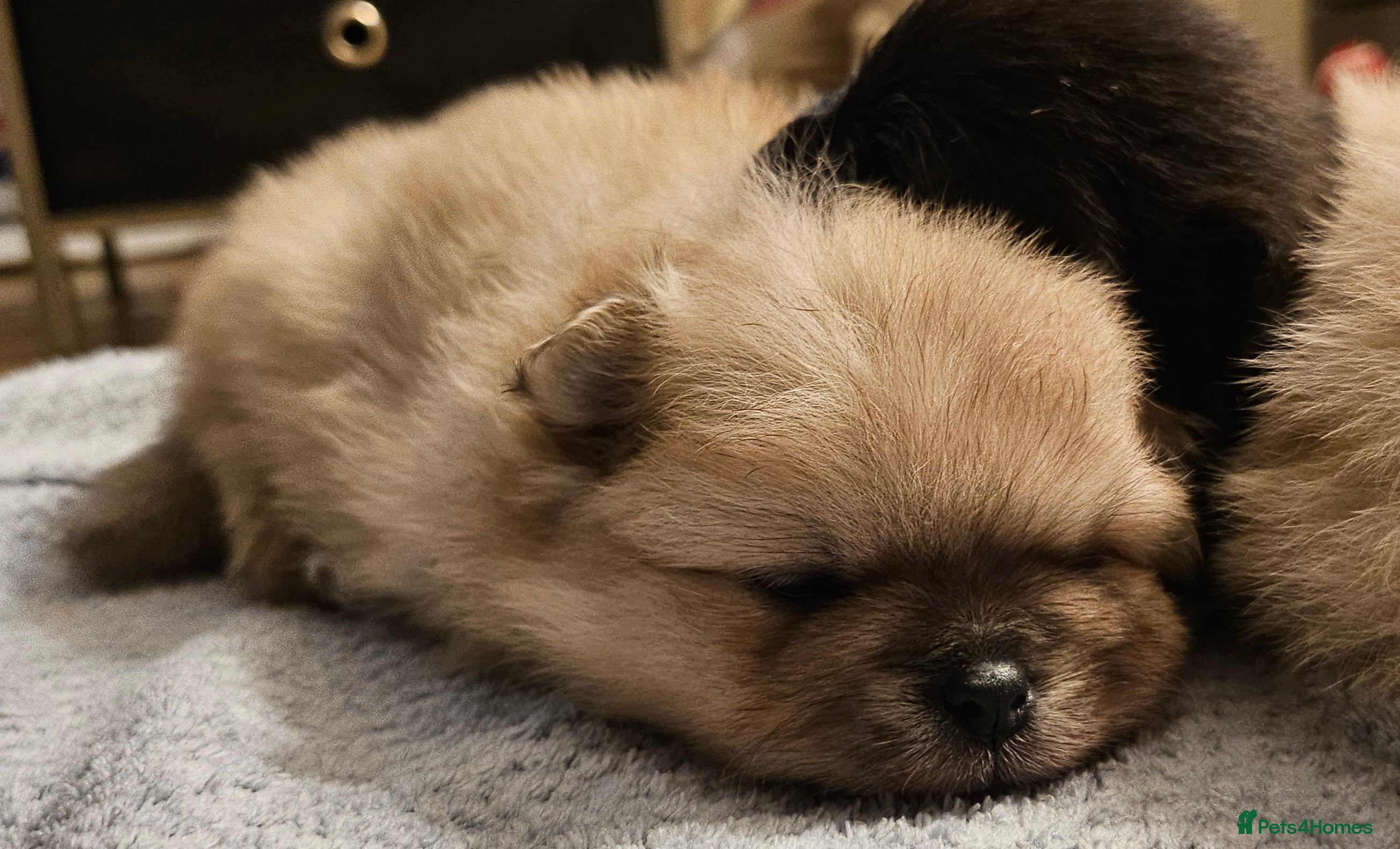 Pomeranian dogs 4 outstanding quality bear pomeranian puppies - Advert 2