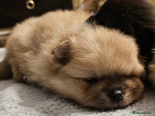 Pomeranian dogs 4 outstanding quality bear pomeranian puppies - Advert 7