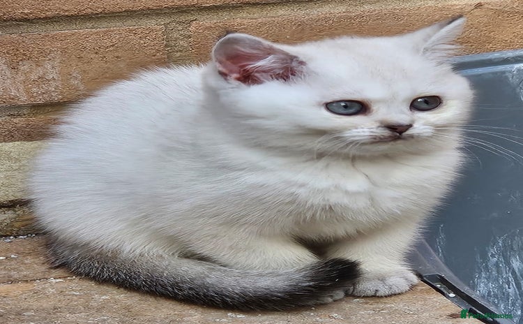 British Shorthair cats - Advert 2