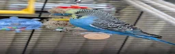 Budgerigars birds for sale: Young Male Budgie Looking for a Loving Home - Advert 3