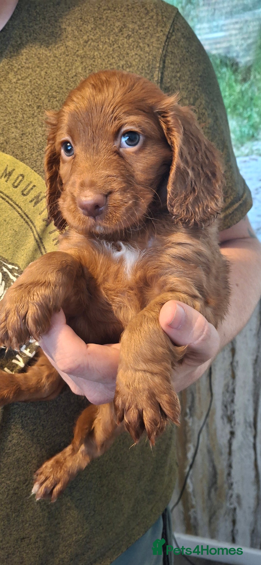 Cockapoo dogs for sale: Cockapoos for sale - Image 5