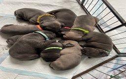 Cane Corso dogs for sale: CANE CORSO TOP QUALITY STRAJANO BLOODLINE FERMINTO - Advert 14