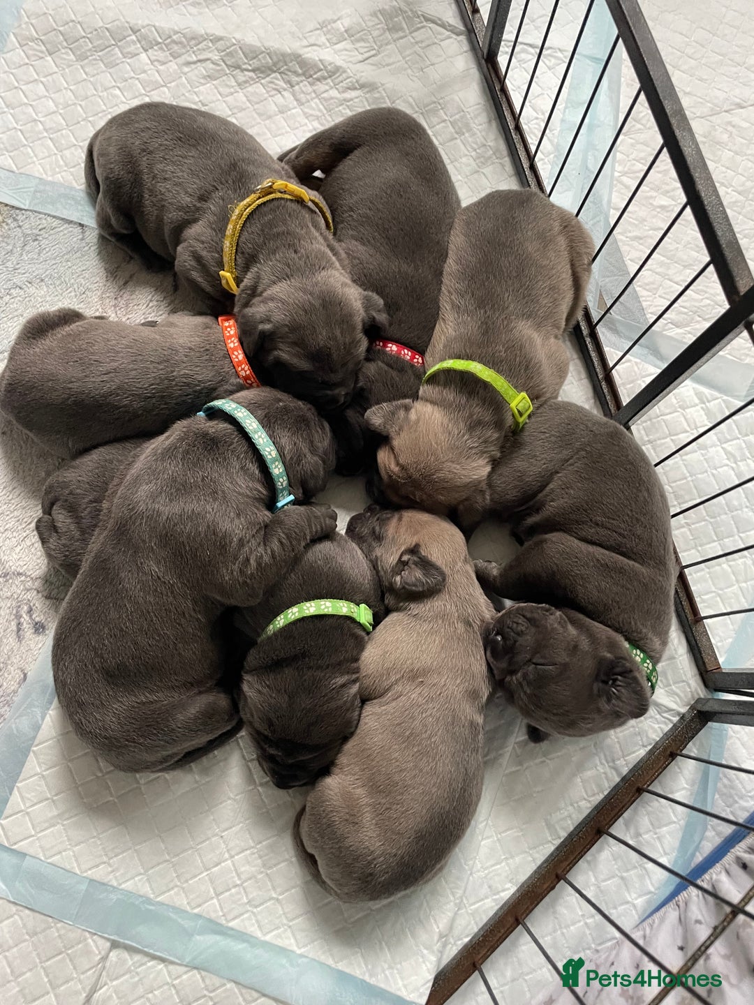 Cane Corso dogs for sale: CANE CORSO TOP QUALITY STRAJANO BLOODLINE FERMINTO - Advert 14