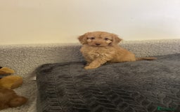 Cockapoo dogs for sale: F1 cockapoo puppies  - Image 4