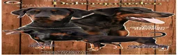 Dobermann dogs for sale: Shadow 2year old in Birmingham - Advert 9