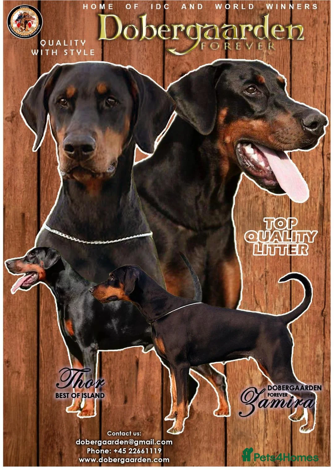 Dobermann dogs for sale: Shadow 2year old in Birmingham - Advert 9