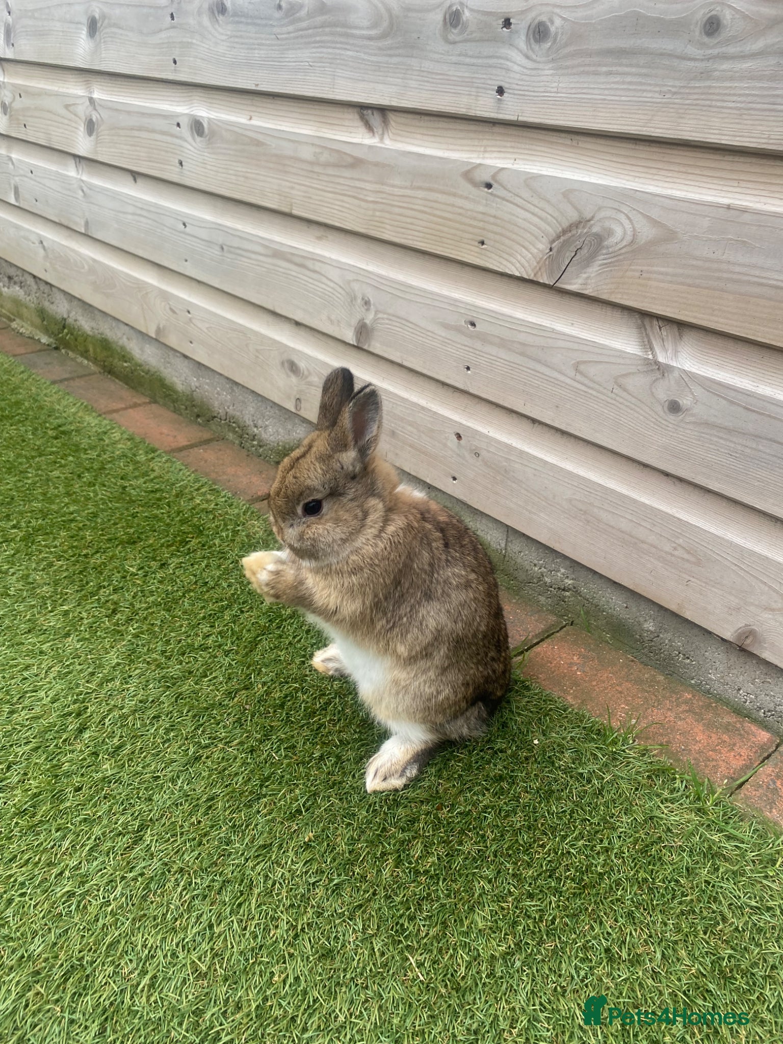 Netherland Dwarf rabbits Pure netherland dwarf baby - Advert 9