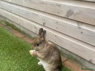 Netherland Dwarf rabbits Pure netherland dwarf baby - Advert 9