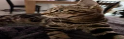 Mixed Breed cats for sale: One boys cat for sale  - Advert 5