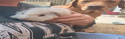 Guinea Pig rodents for sale: 4 Lovely Boy Guinea Pigs for Rehome - Advert 2