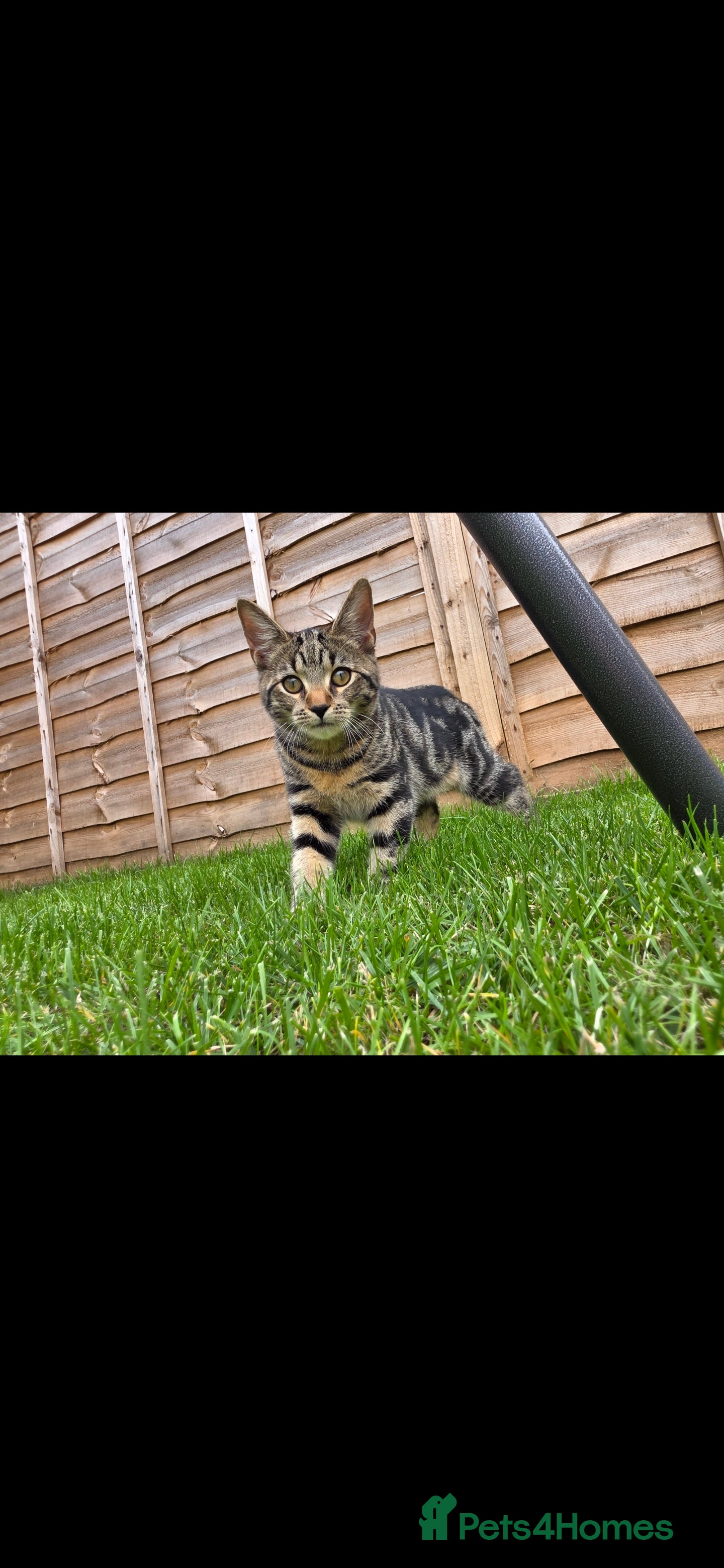 Domestic Shorthair cats Beautiful tabby female - Advert 20