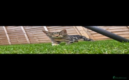 Domestic Shorthair cats for sale: Beautiful tabby female - Advert 1