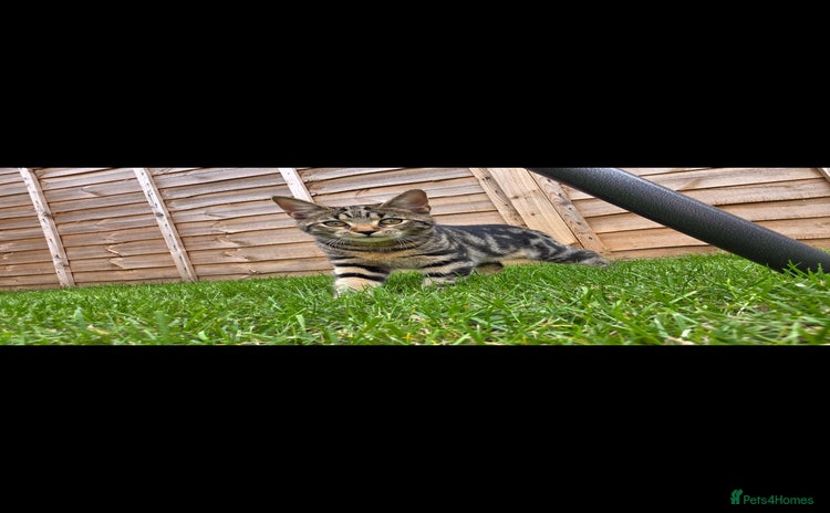 Domestic Shorthair cats Beautiful tabby female - Advert 10