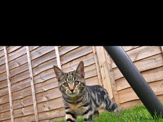 Domestic Shorthair cats Beautiful tabby female - Advert 18