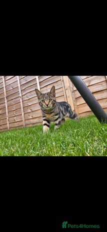 Domestic Shorthair cats Beautiful tabby female - Advert 4