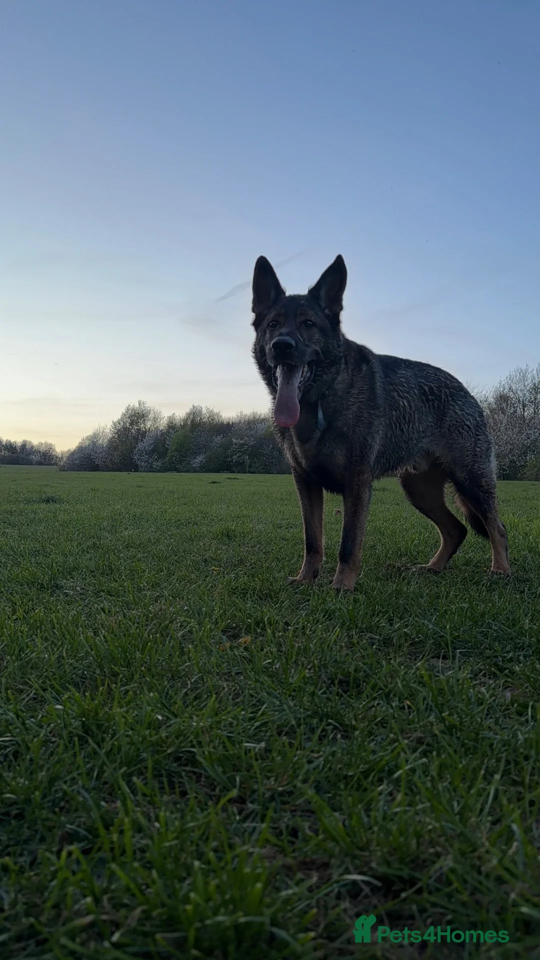 German Shepherd dogs for sale: Male German shepherd 7years - Advert 2