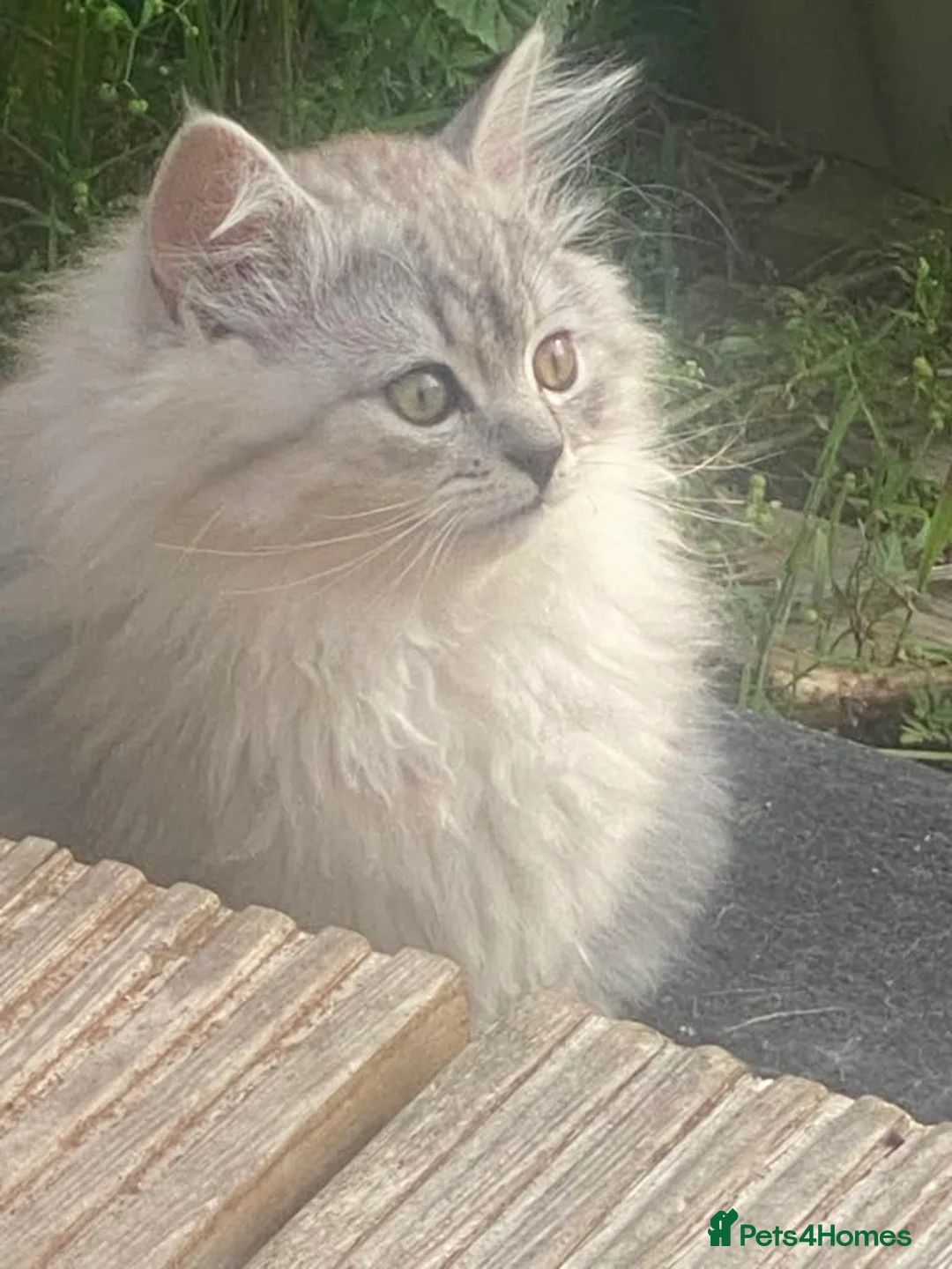 Persian cats for sale: Persian Chinchilla - Advert 10