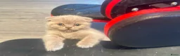 British Shorthair cats for sale: British short hair fold  - Advert 12