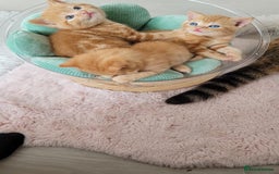 British Shorthair cats for sale: 1 stunning British shorthair boys left to reserve  - Image 11