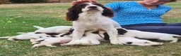 Sprocker dogs for sale: Gorgeous Sprocker Puppies - Advert 1