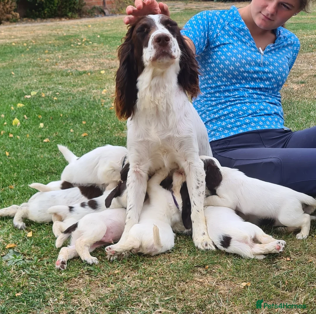 Sprocker dogs for sale: Gorgeous Sprocker Puppies - Advert 1