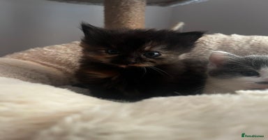 Mixed Breed cats - Advert 7
