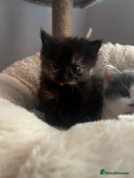 Mixed Breed cats - Advert 7