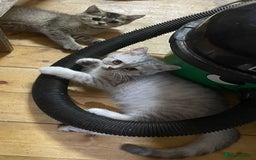 British Shorthair cats for sale: Golden brown tabby and silver  - Image 3