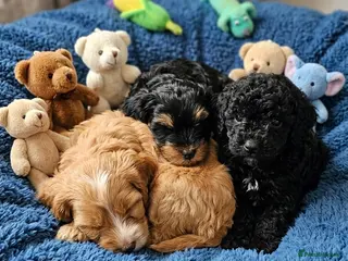 Cockapoo dogs Cockapoo puppies - Advert 11